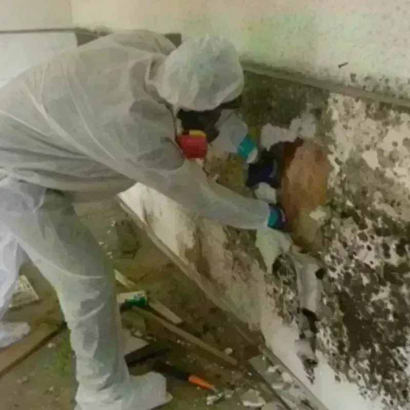 Mold Remediation and Removal in Youngstown, FL